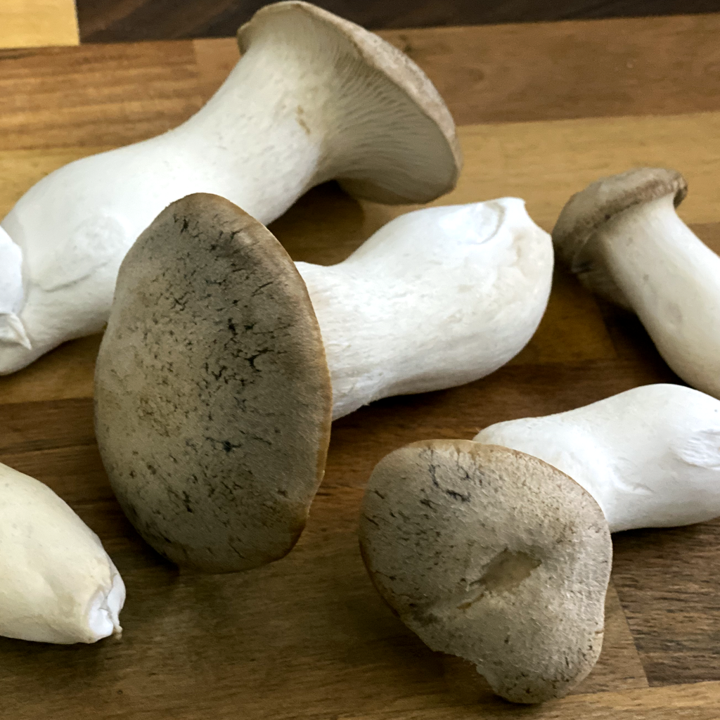 King ‘Trumpet’ Oyster Mushrooms