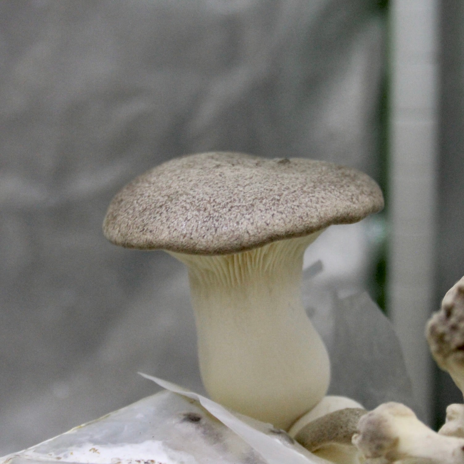 King ‘Trumpet’ Oyster