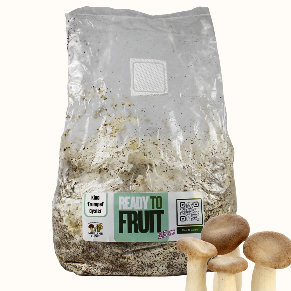 King ‘Trumpet’ Oyster GROW KIT (Ready to Fruit) 3kg