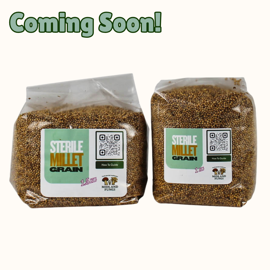 Sterile Millet