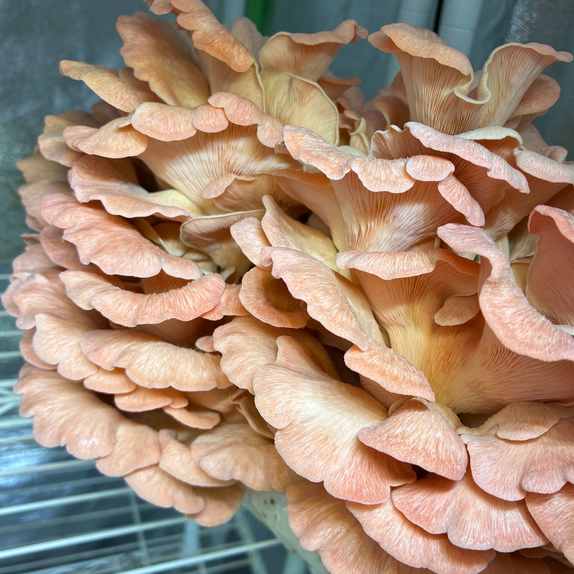 Pink Oyster