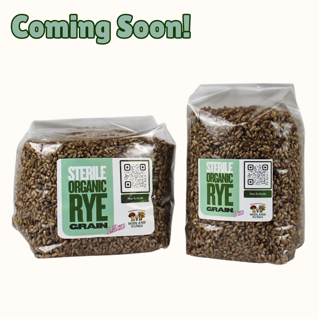 Sterile Rye grain (Organic)