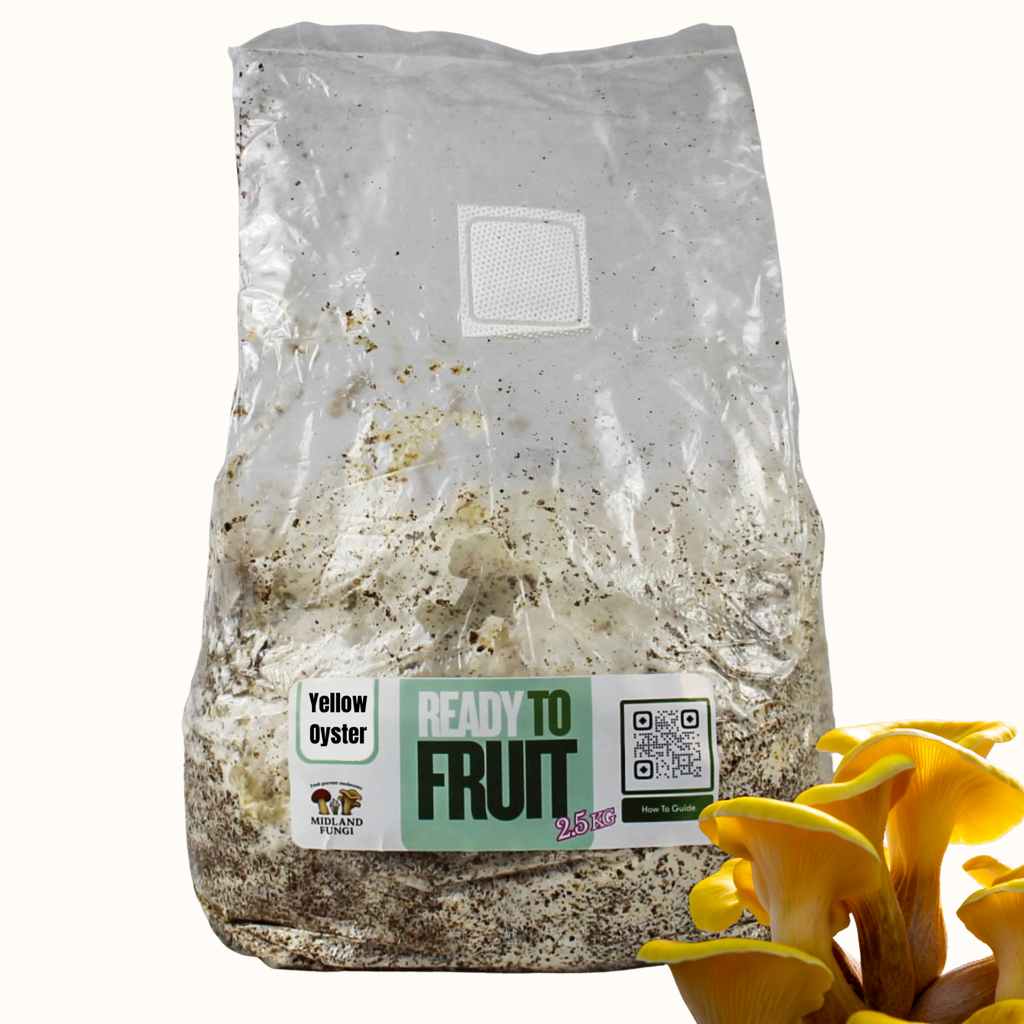 Yellow Oyster Colonised Masters Mix 3kg (READY TO FRUIT)
